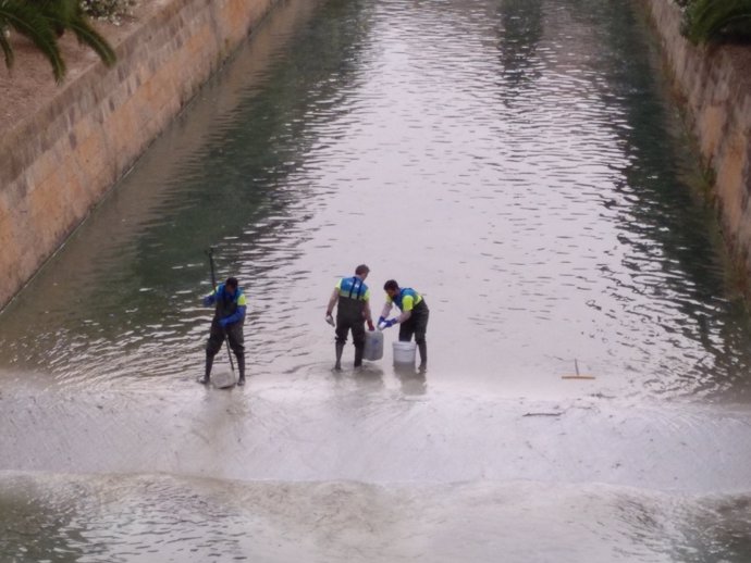 Técnicos de Emaya trabajando en el tratamiento de aguas en el torrente de Sa Riera