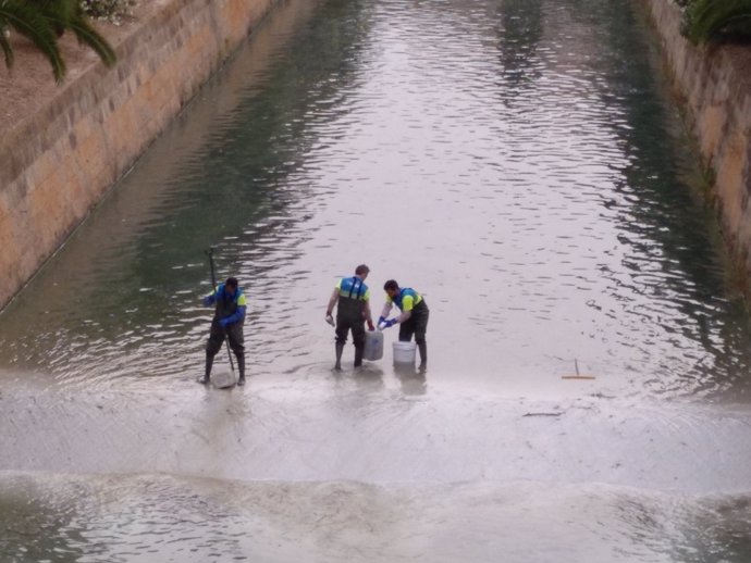 Tcnics treballen en el tractament d'aigües en el torrent de Sa Riera 