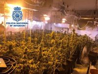 Dos detenidos por el cultivo de 265 plantas de marihuana en su vivienda de Padul (Granada)