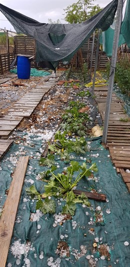 Zaragoza.- Las cosechas de varias comarcas de la provincia, dañadas por las torm