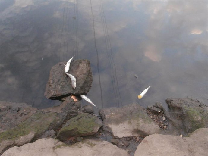 Peces muertos en el río Llongas.