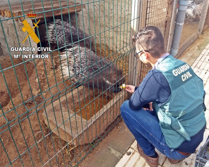 [Grupoextremadura] Rdo Nota Prensa La Guardia Civil Desenmascara Un Zoológico Clandestino En Villafranca De Los Barros, Que Se Proveía Del Comercio Ilegal De Animales.
