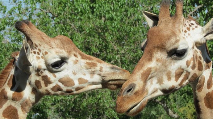 Jirafas en el Zoo Aquarium de Madrid