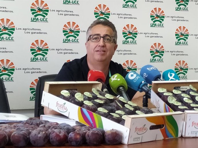 UPA-UCE denuncia que los cultivadores de ciruela no pueden entregar sus cosechas