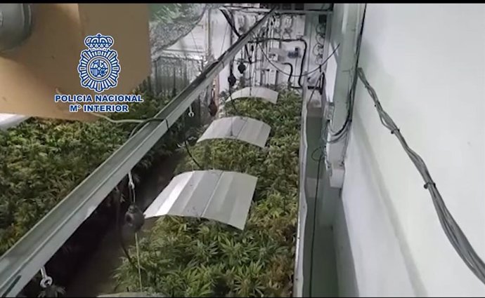 Imágen de vídeo publicado por la Policía Nacional de la plantación de marihuana encontrada en provincia barcelona