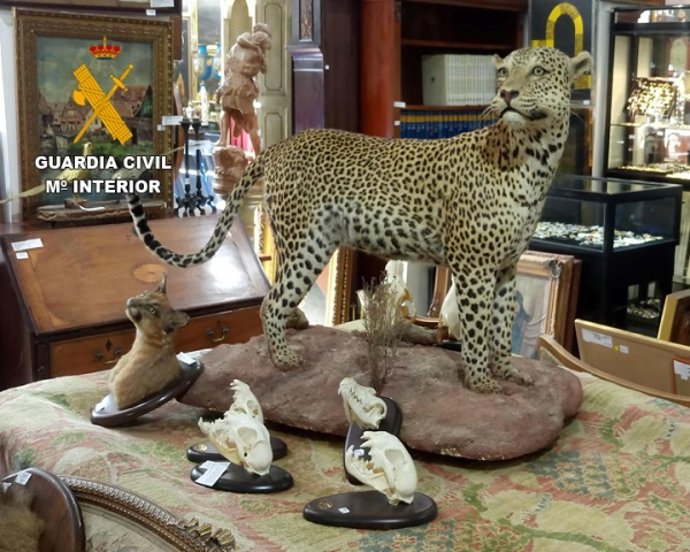 Piezas de tráfico ilegal de especies