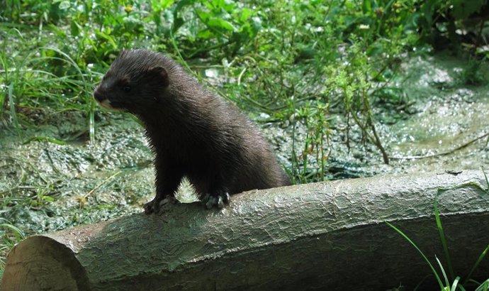 Hembra visón europeo.