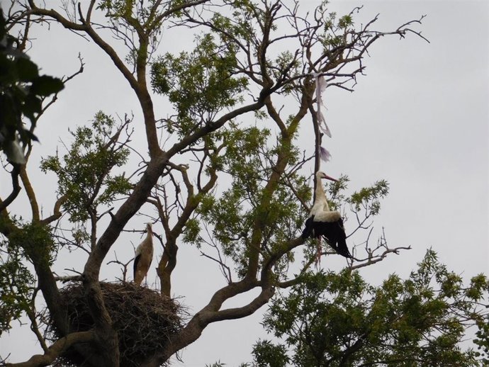 Una cigüeña fallece ahogada por un plástico en el Parc Natural dels Aiguamolls de l'Empord