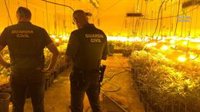 Tres detenidos como responsables de una plantación con 487 plantas de marihuana en Jerez