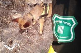 Un perro localizando veneno en el rea de Caza de la Donzell