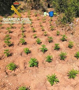 Sucesos.- Detenido por cultivar 2.427 plantas de marihuana en zona forestal de O