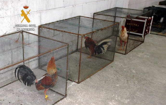 Imagen de archivo de gallos incautados en una pelea.