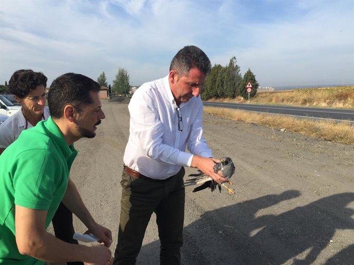 Huelva.- La Junta suelta un aguilucho cenizo, catalogado como 'vulnerable', recu