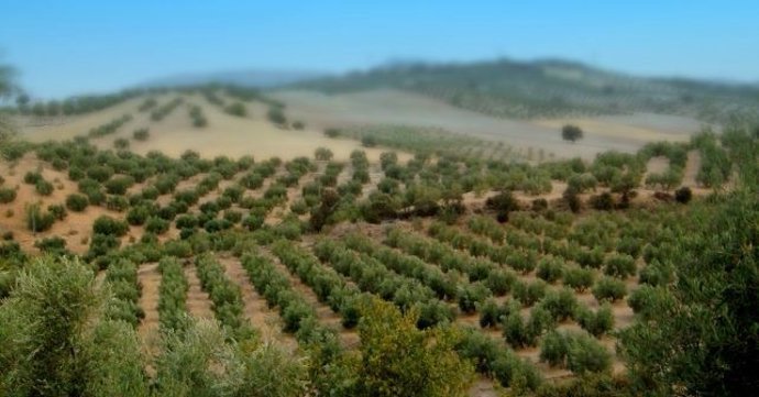 Olivos en Huelva.
