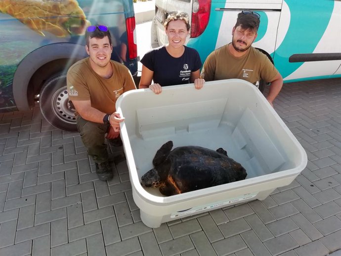 Tortuga rescatada a Es Freus