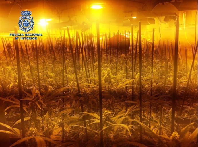 Sucesos.- Dos detenidas por cultivar 600 plantas de marihuana en una parcela de 