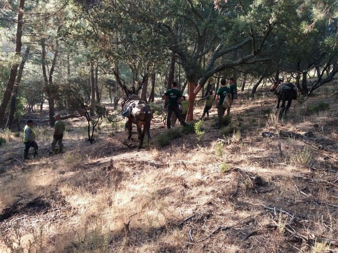 Jaén.- La Junta forma en Santa Elena a diez jiennenses en técnicas de obtención 
