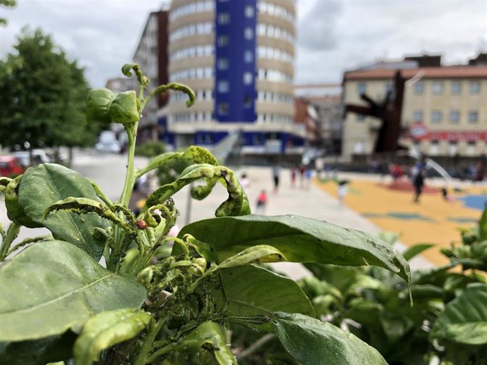 Plantas con plaga en la plaza de La Llama