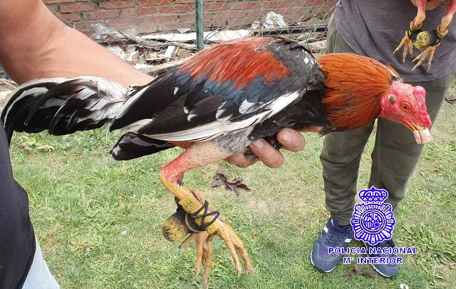 Uno de los gallos intervenidos en la pelea en el barrio de Las Flores.