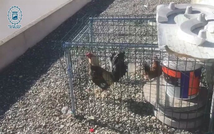 Málaga.- Sucesos.- Intervenidos en una azotea de Málaga capital dos gallos y cua
