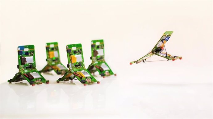 Robots inspirados en hormigas