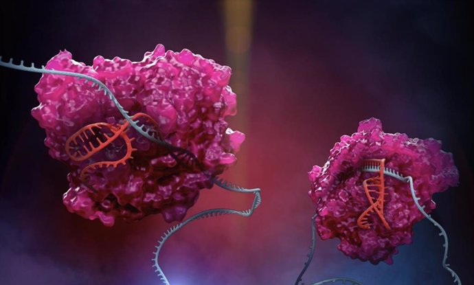 La enzima de la familia CRISPR Cas13 en acción. Cas13 (rosa), es la clave de la plataforma 'RESCUE', donde utiliza una guía especial (roja) para atacar a los ARN de la célula (azul).