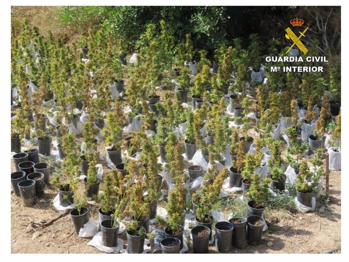 Alicante.-Sucesos.- Detenidas diez personas por cultivar marihuana en una zona r