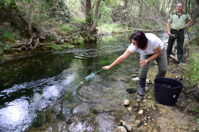 Liberan en el Río Guardal 250 ejemplares alevines de trucha común