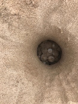 Nido en el que una tortuga marina ha depositado 113 huevos en una playa de Castelló