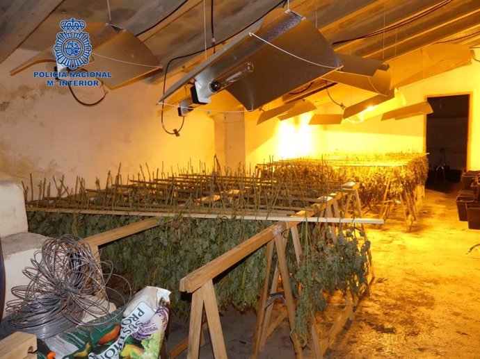 Imagen del laboratorio de marihuana hallado en una casa de Maria de la Salut.