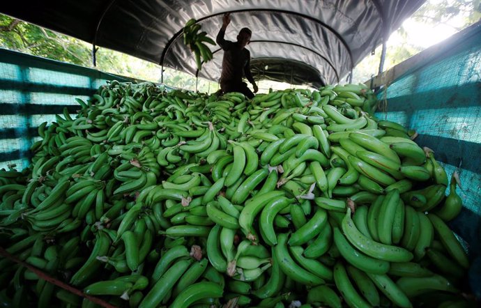 Un hombre colombiano trabajando en los cultivos de banana