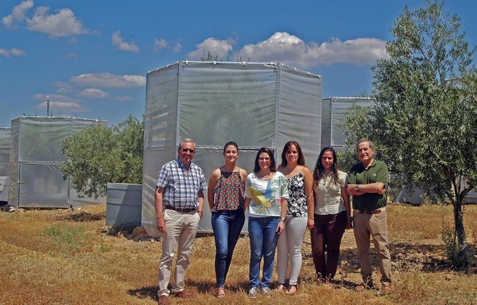 Investigadores andaluces comprueban cómo el cambio climático afecta a la reducción de cosecha de aceituna