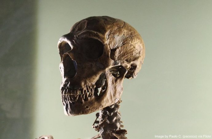 Cráneo de un humano moderno
