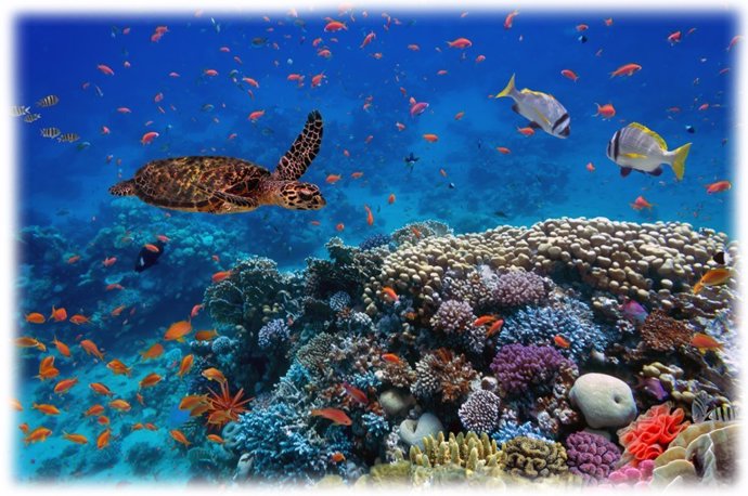 Especies marinas en su ecosistema.