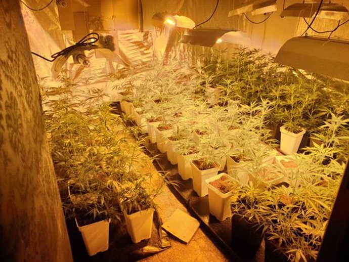 Imagen de las cien plantas de marihuana intervenidas por la Policía local de Getafe en un piso de la localidad.
