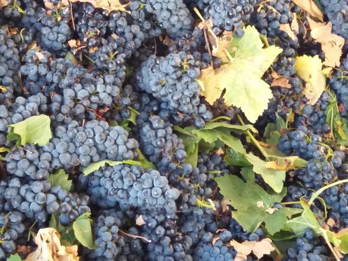 Agricultura y las OPA acuerdan una posición común de rechazo a la subida de tasa