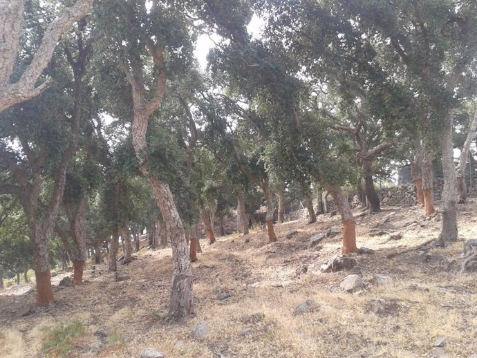 Descorche de árboles en el monte Majadal Alto