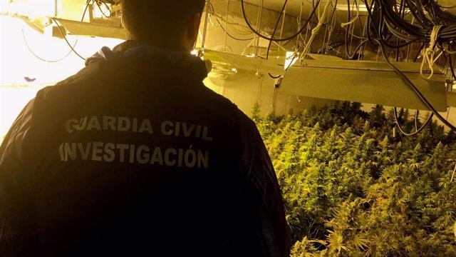 Plantación de marihuana intervenida en Santa Fe (Granada)