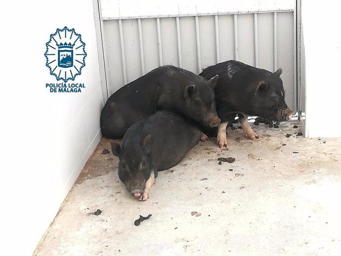 Tres cerdos vietnamitas capturados y recuperados por la Policía Local de Málaga