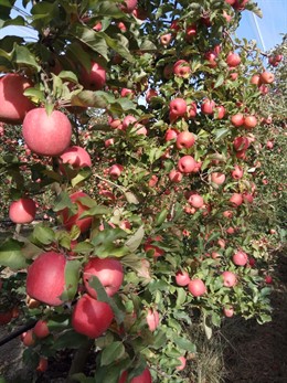 Manzanas de Pink Lady