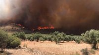Alertan de que el fuego de Beneixama ha afectado a las colmenas asentadas en la zona forestal quemada