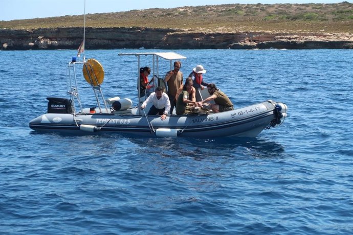 Tornada a la mar de tres exemplars de tortuga a Eivissa.