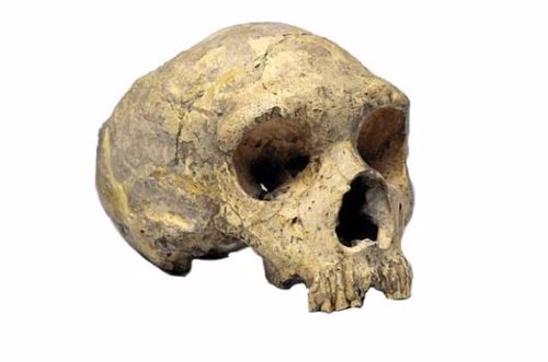 Cráneo neandertal de la cantera de Forbes