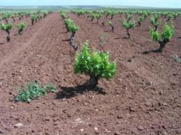 Un viñedo en Extremadura