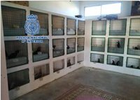 Localizados en Córdoba 140 gallos de pelea en una operación antidroga con cinco detenidos