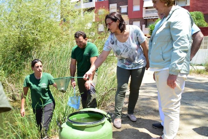 Reintroducen 250 ejemplares de pez fartet en la Reserva Natural Charca Suárez