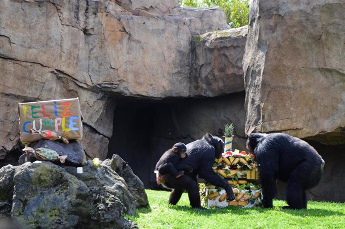 La familia de chimpancés celebra el aniversario