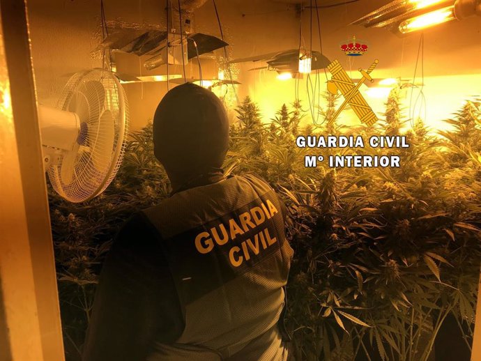 Plantación de marihuana localizada en una vivienda ocupada de Roquetas de Mar (Almería)