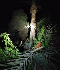 Rescatado tras quedar colgado boca abajo a seis metros de altura cuando limpiaba una palmera en Almuñécar (Granada)