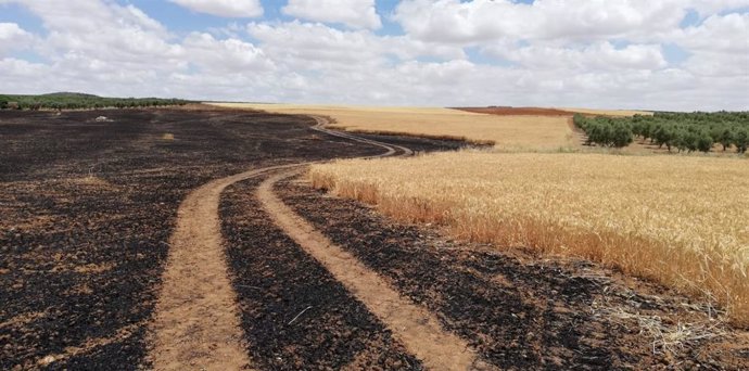 Agroseguro inicia el pago de las indemnizaciones por sequía en cereales con 1,3 